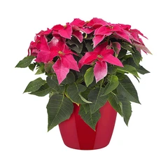 elho-brussels-diamond-round-pot-tanaman-14-cm---merah