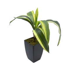 kris-garden-55-cm-tanaman-artifisialdracaena