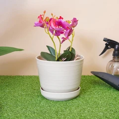 clover-15.5-cm-pot-tanaman-dengan-alas-b155---krem