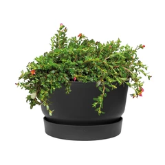 elho-greenville-bowl-pot-tanaman-33-cm---hitam