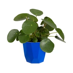 elho-b.for-rock-pot-tanaman-16-cm---biru