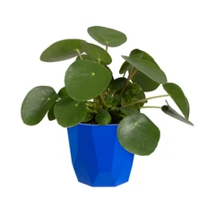 elho-b-for-rock-pot-tanaman-18-cm---biru