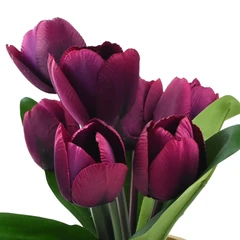 informa-bunga-artifisial-27-cm-tulip---merah