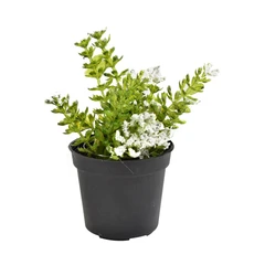 arthome-13-cm-tanaman-artifisial-erica-carnea