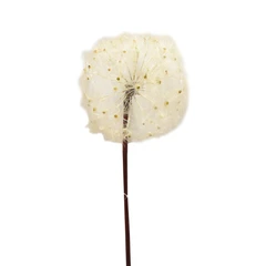 informa-bunga-artifisial-90-cm-dandelion---putih