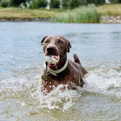 M-pets Mainan Anjing Bola Bloom