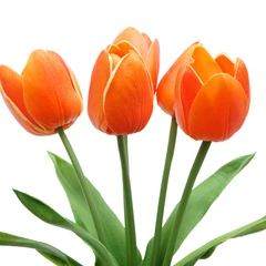 informa-36-cm-bunga-artifisial-tulip---oranye