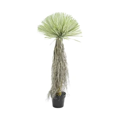Informa 120 Cm Tanaman Artifisial Yucca Rostrata Tree
