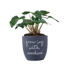 arthome-16.5-cm-pot-keramik-sunshine---abu-abu