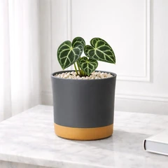 main image Soleil Nordic Pot Tanaman Self Watering Plastik 19.5x19.5x18.5 Cm - Abu-Abu