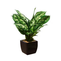 tanaman-artifisial-dieffenbachia-dengan-pot