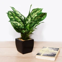 tanaman-artifisial-dieffenbachia-dengan-pot