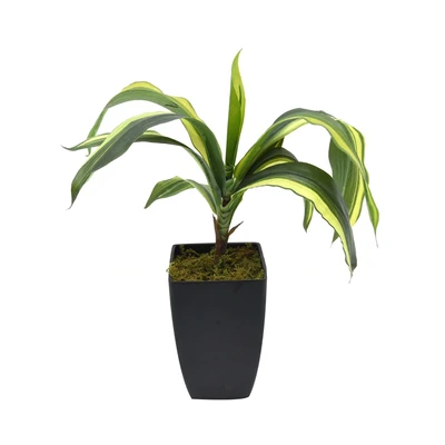 Gambar Kris Garden 55 Cm Tanaman Artifisialdracaena