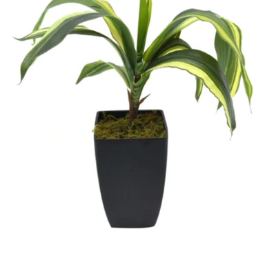 Gambar Kris Garden 55 Cm Tanaman Artifisialdracaena