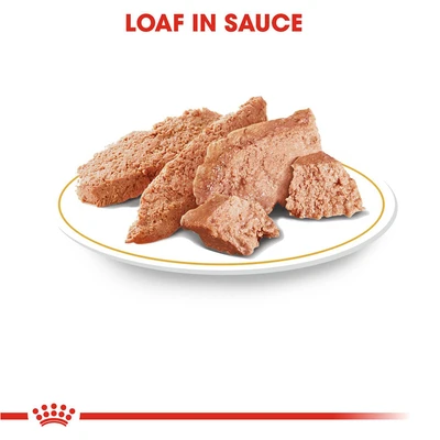 Gambar Royal Canin Makanan Anjing Basah Adult Chihuahua 85 gr