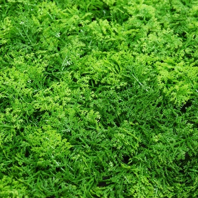 Gambar Kris Garden Rumput Artifisial Moss