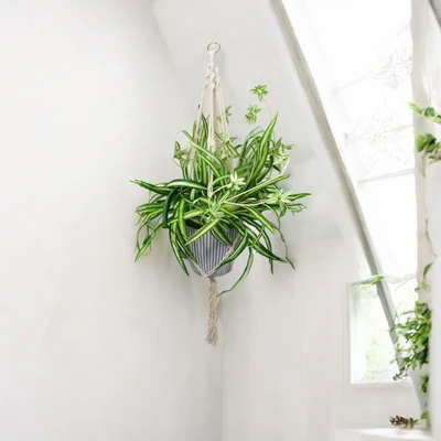 Gambar Arthome 90 Cm Tanaman Artifisial Spider Plant Dengan Pot Gantung