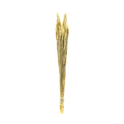 Gambar Informa Tanaman Kering Wheatgrass 15x15x77 cm - Kuning