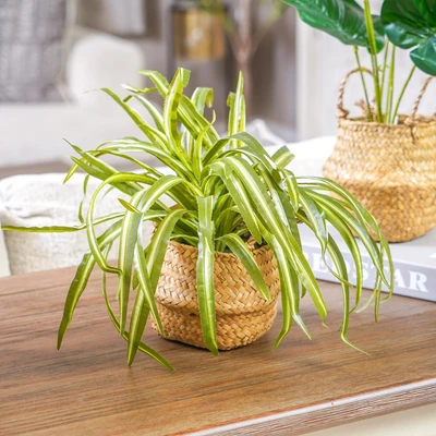 Gambar Informa Tanaman Artifisial Leaves Dengan Pot 44x44x29 cm - Mix