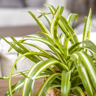Gambar Informa Tanaman Artifisial Leaves Dengan Pot 44x44x29 cm - Mix