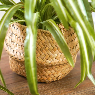Gambar Informa Tanaman Artifisial Leaves Dengan Pot 44x44x29 cm - Mix