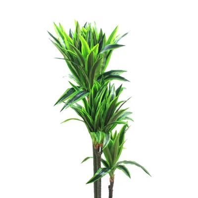 Gambar Informa Tanaman Artifisial 120 Cm Dracaena Reflexa