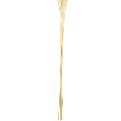 Gambar Informa Tanaman Kering Reed 15x90 cm - Putih