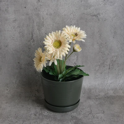 Gambar Clover 21 Cm Pot Tanaman Athena - Hijau Tua