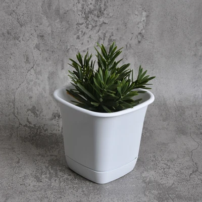 Gambar Clover 14 Cm Pot Tanaman Persegi - Putih