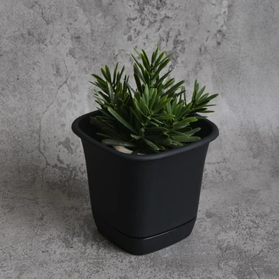 Gambar Clover 14 Cm Pot Bunga Persegi - Hitam