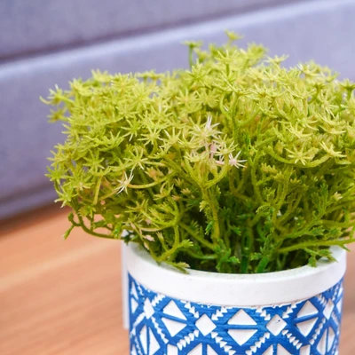 Gambar Informa Tanaman Artifisial Grass Dengan Pot 15x15x14 cm - Biru
