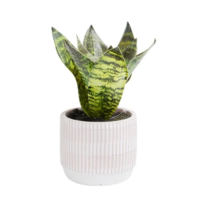Gambar Informa Tanaman Artifisial Agave Dengan Pot 15.7x15.7x23.4 cm - Pink