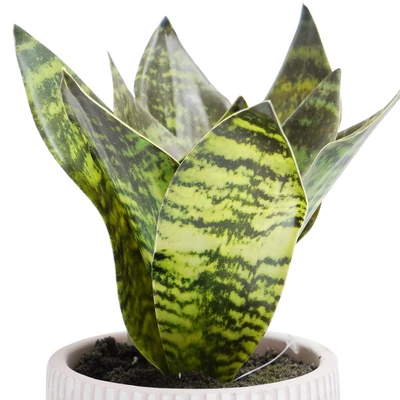 Gambar Informa Tanaman Artifisial Agave Dengan Pot 15.7x15.7x23.4 cm - Pink