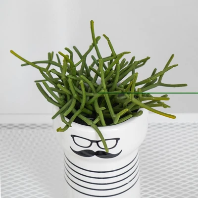 Gambar Informa Tanaman Artifisial Succulent Dengan Pot 17.8x17.8x20.3 cm - Putih/Hitam