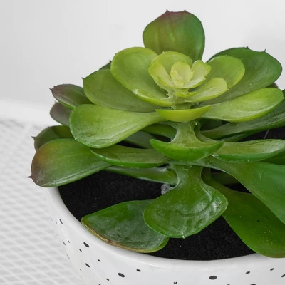 Gambar Informa Tanaman Artifisial Succulent Dengan Pot 14.7x14.7x15.9 cm - Putih