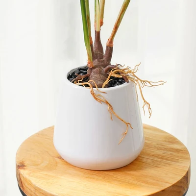 Gambar Informa Tanaman Artifisial Taro Dengan Pot 13x13x62 cm - Hijau