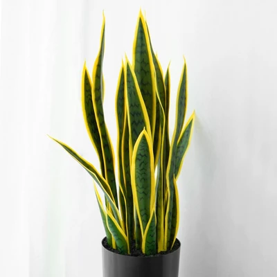 Gambar Informa 80 Cm Tanaman Buatan Strelitzia Gs12 - Hijau/kuning