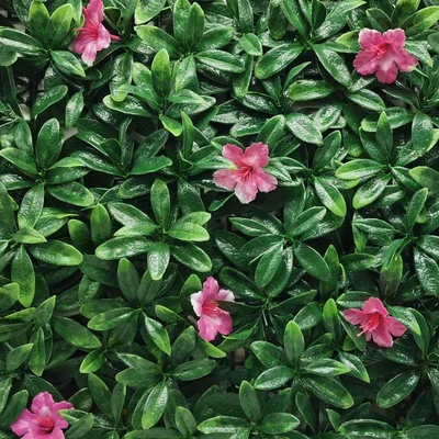 Gambar CC Grass Rumput Artifisial Dinding Azalea 50x50 cm - Hijau/Pink