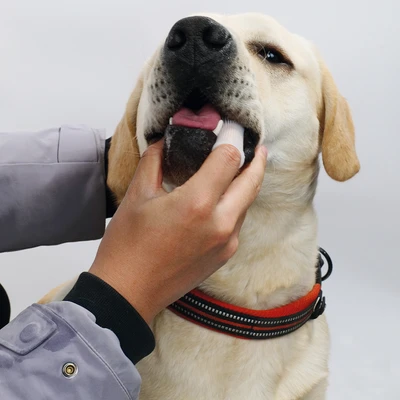 Gambar M-Pets Sikat Gigi Jari Hewan