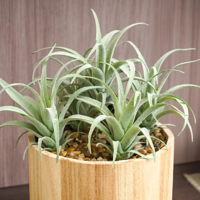 Gambar Arthome Tanaman Artifisial Airplant Dengan Pot Tripot 15.4x15.4x28.5 cm - Hijau