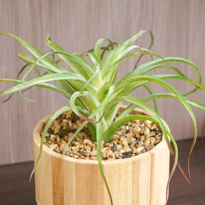 Gambar Arthome Tanaman Artifisial Big Airplant Dengan Pot Tripot 15.4x15.4x30 cm - Hijau