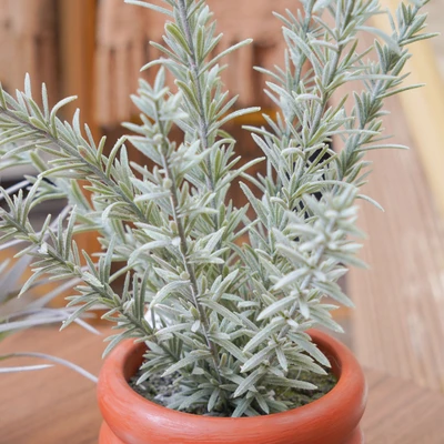 Gambar Informa Tanaman Artifisial Thyme Dengan Pot 20.3x20.3x37.5 cm - Hijau