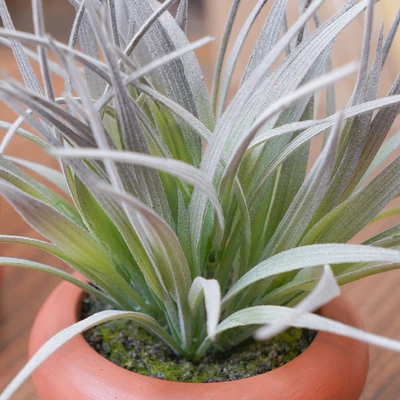 Gambar Informa Tanaman Artifisial Grass Dengan Pot 18x18x18 cm - Hijau