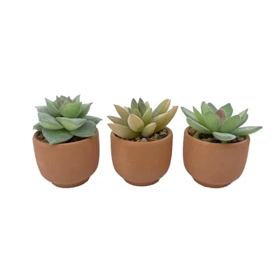 Gambar Arthome Tanaman Artifisial Succulent Mini Teacup Dengan Pot V3 5x5x8 cm Set 3 Pcs - Hijau