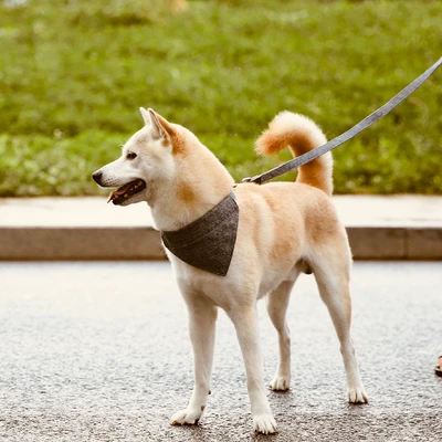Gambar Paws N Tail Tali & Kalung Anjing Bandana Small - Coffee