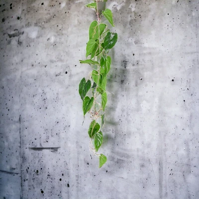 Gambar Arthome Tanaman Artifisial Garland Anthurium Leaf 20.3x20.3x116.8 cm - Hijau