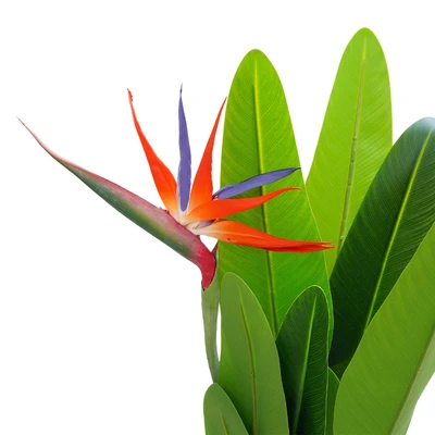 Gambar Informa Tanaman Artifisial Strelitzia Dengan Pot 65x55x100 cm - Hijau