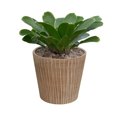 Gambar Informa 25x25x23 cm Pot Tanaman - Krem