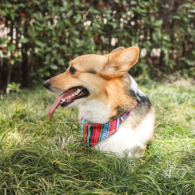 Gambar M-Pets Ukuran M Urban Style Kalung Bandana Anjing Jazz Stripes