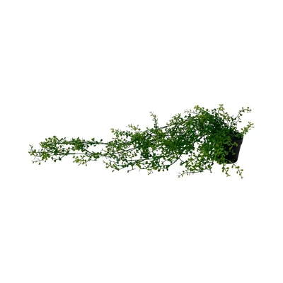 Gambar Arthome Tanaman Artifisial Garland Fern Dengan Pot 73 cm - Hijau